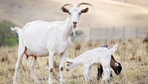 "Mummy, why is my brother a different colour?"